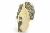Eocene Lobster (Hoploparia) Fossil - England #351033-1